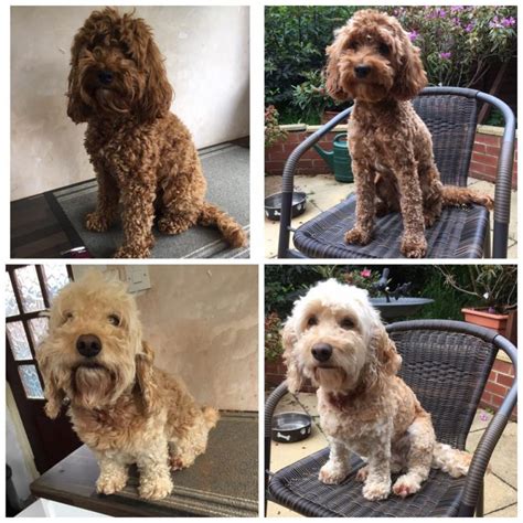 Cockapoo Grooming: The Ultimate Guide