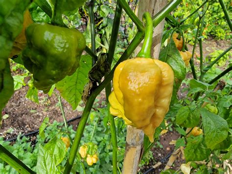 Golden Reaper Chilli Seeds - Carolina Reaper Golden Pepper Seeds - Red ...