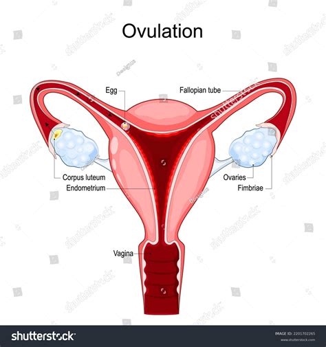 Follicles In Ovaries