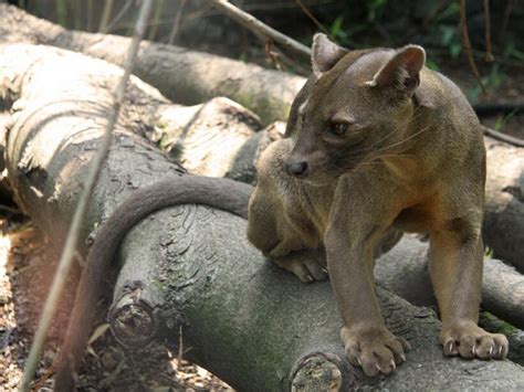 Il misterioso carnivoro del Madagascar | Meer