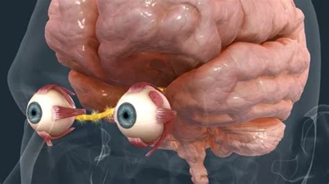 Image result for Human Eye Vision