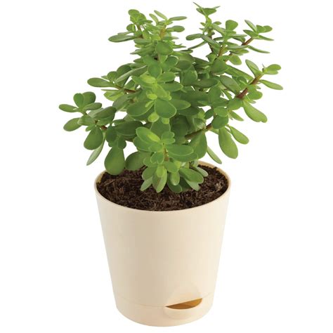 Ugaoo Good Luck Jade Plant with Self Watering Pot: Amazon.in: Home ...