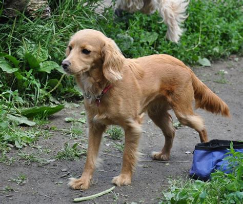 Image result for A Cockapoo Dog