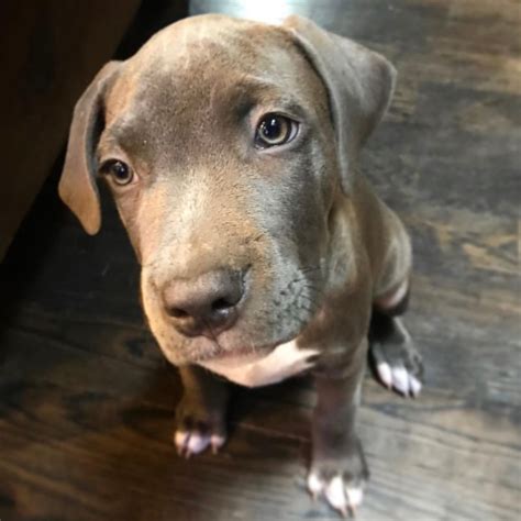 Is the Cane Corso Pitbull mix a good choice for me?