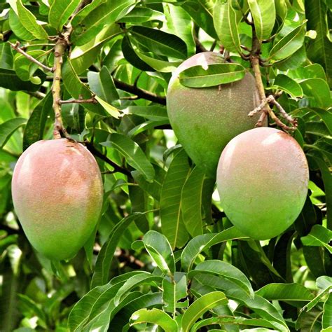 Suvarnarekha Mango "Grafted" - Plant – Lalit Enterprise