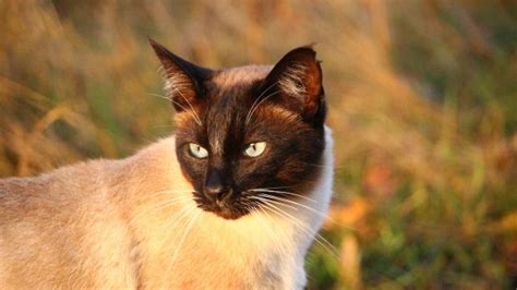 Siamese Cat Cat Muzzle HD Wallpaper - Free Download