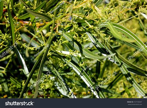 34 Rhus Lance Images, Stock Photos & Vectors | Shutterstock