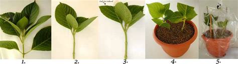 Propagating Hydrangeas 的图像结果