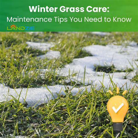 Winter Grass Care: Maintenance Tips You Need to Know - Landzie