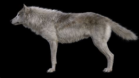 Wolf Body Profile