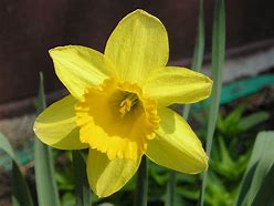 Image result for Daffodils