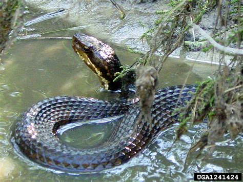 Water Moccasin Lethality at Kathaleen Velasquez blog