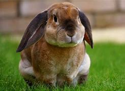 Image result for Raising Rabbits Book