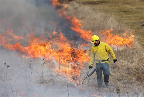 Burning grassland eliminates invasive plants and prepares soil for ...