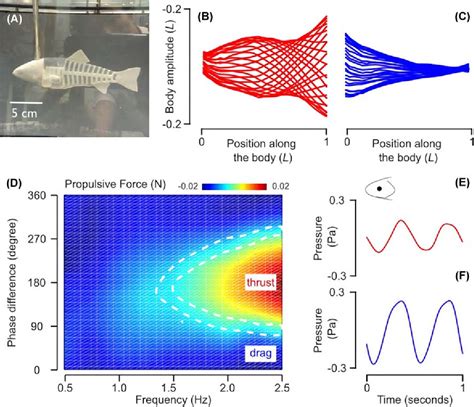 Image result for Undulation Training