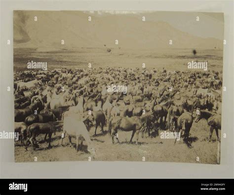 [Untitled], One of 274 Vintage Photographs , late 19th-early 20th ...