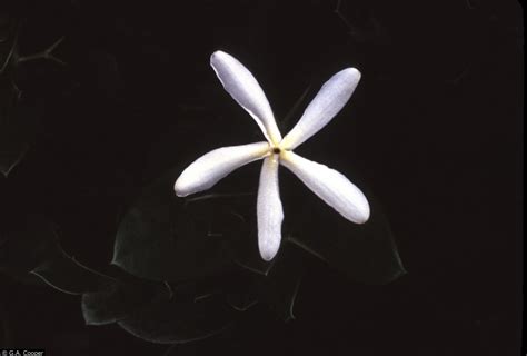 USDA Plants Database