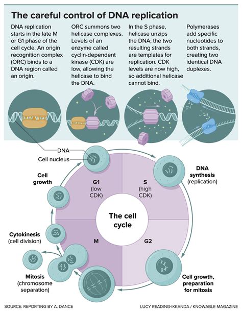 How dividing cells copy DNA | Popular Science