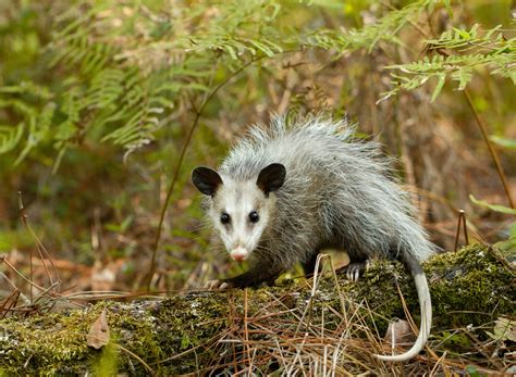 Download wallpaper nature, animal, possum, section animals in ...