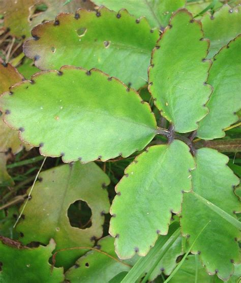 Buy Kapebonavista® Patharchatta Leaf of Life Miracle Leaf Amar poi Kop ...
