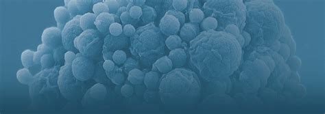 3rd Minimal Cell Workshop | J. Craig Venter Institute