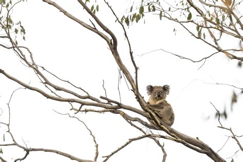 Koalas | Wildlife Victoria