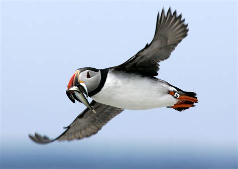 Puffins that stick with their soulmate through thousand-mile migrations ...