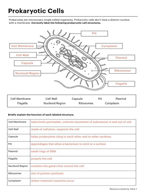 Cell Structure Worksheet Answers 的图像结果