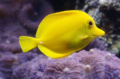 Image result for Fish Shell Scripting