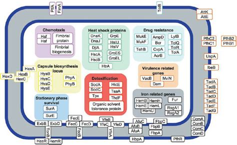 Biochemical 的图像结果