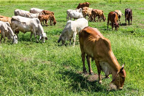 Livestock herds of cattle grazing 11975638 Stock Photo at Vecteezy