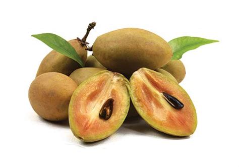 Creative Farmer Live Exotic Fruit Plant Sapota Chikoo Naseberry ...