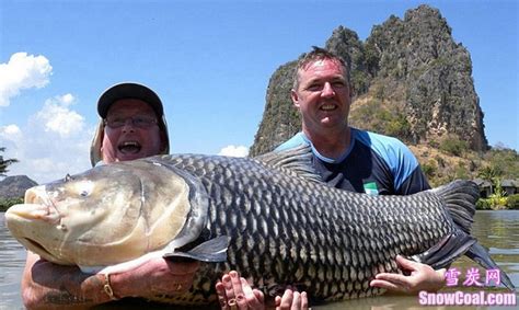 世界上最大的鱼第一名