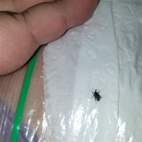 Identifying Small Black Bugs? | ThriftyFun