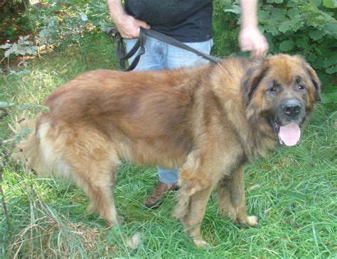 Schäferhund Belgischer Groenendael in Tönisvorst | Tiere | Kleinanzeigen