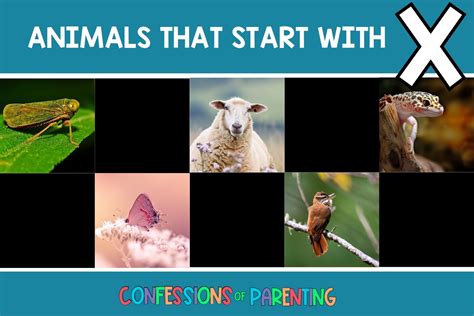 Animal That Starts With X