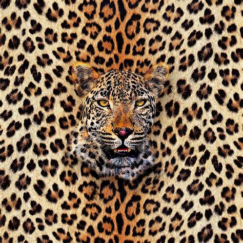 ComfortUSA Slipcover Leopard Sofa Covers At James Rayl Blog Yellow ...