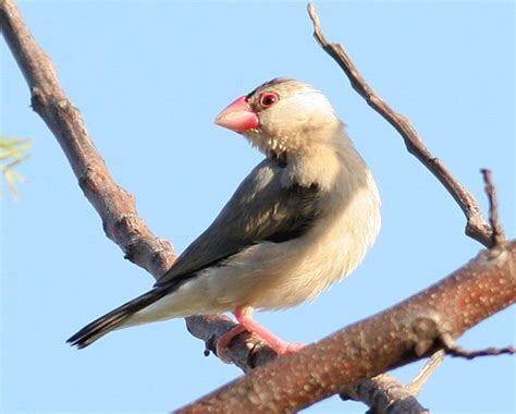 Java Sparrow Calls 的图像结果