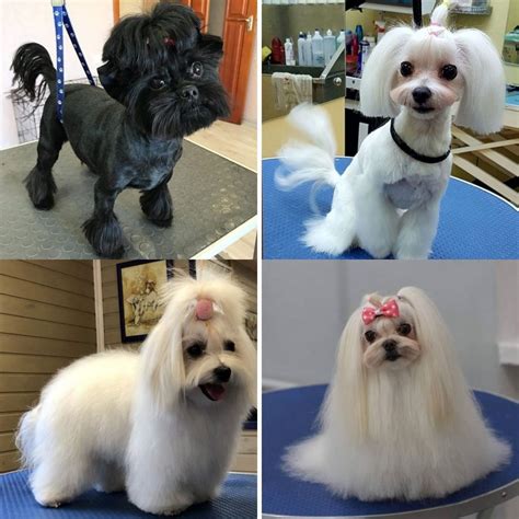 30 Best Maltese Haircuts for Dog Lovers - The Paws