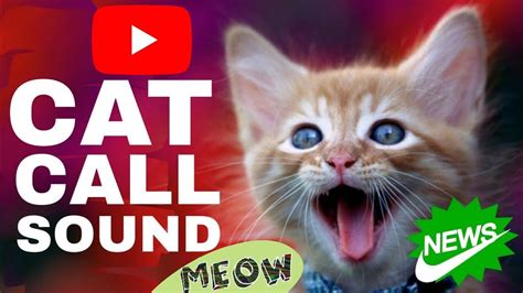 Fisher Cat Scream Sound 的图像结果