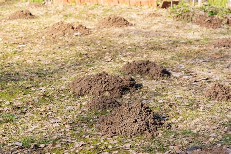 Premium Photo | Mole holes in a plot on the courtyard of a country ...