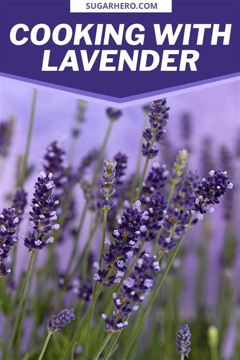 Baking with Lavender: All About Culinary Lavender - SugarHero