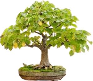 Southside Naturals Peepal Tree Seeds, Sacred Fig seeds, Ficus religiosa ...