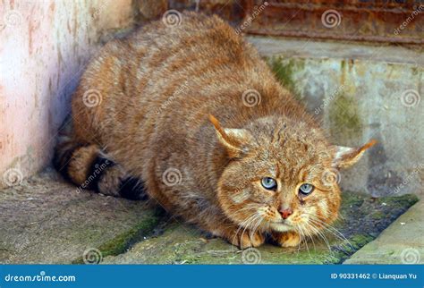 Chinese Desert Cat editorial photography. Image of beast - 90331462