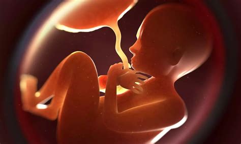 Mother's high-fat diet can cause liver stress in fetus, study shows