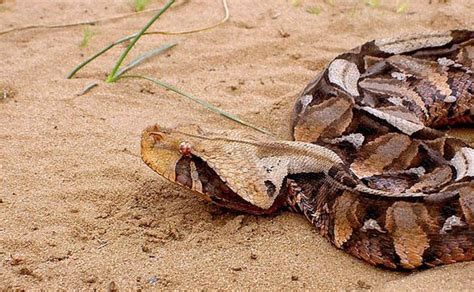 Gaboon Viper Snake Bite 的图像结果