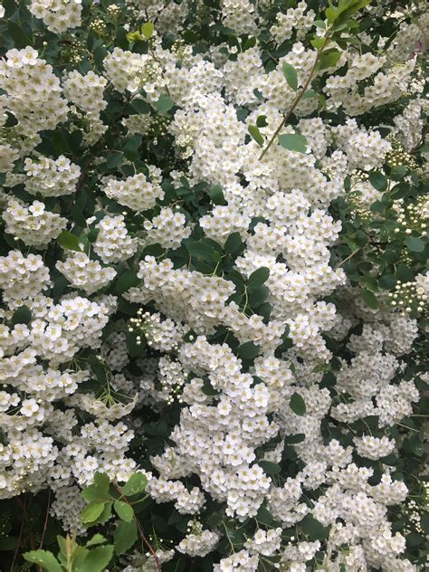 White Flowering Bush