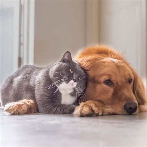 Why Do Dogs Hate Cats—and How Can You Help Them Get Along?