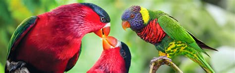 exotic bird for sale in Kolkata, pet for sale in kolkata | www ...