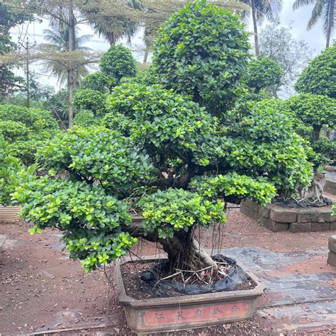 Ficus Microcarpa Bonsai 'Chana Ficus' For Sale — Mahindra Nursery
